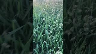 Grass is getting tall. Almost time to bail #nowwearefree #farming #shorts