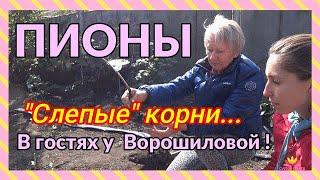 Разговор о слепых корнях. Октябрь 2019. / Сад Ворошиловой