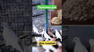 Можно ли кормить голубей перловкой