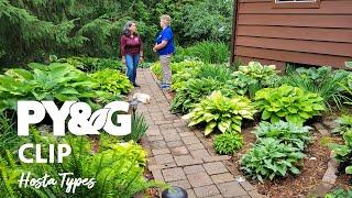 Hosta Types | Selecting and Growing Hostas | Prairie Yard & Garden 3703