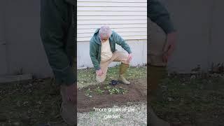 More Grows In The Garden | Audiobooks Full Length Best Sellers | Audiobooks | Audio Books |YT Shorts