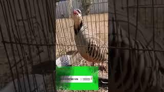 Keklik Sesi Efsane (Keklik Hengamesi) الحجل طائر  куропатка  chukar shekari chakor Keklik Sesi Birds