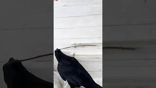 iska Malik yahi chahta th #shorts #shortvideo