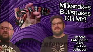 Milksnakes Bullsnakes OH MY! Visiting a colubrid collection!