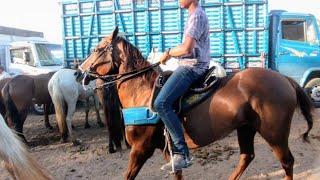  The best horse fair is in Caruaru PE Tuesday, (11/03/25) Only the top luxury #northeast