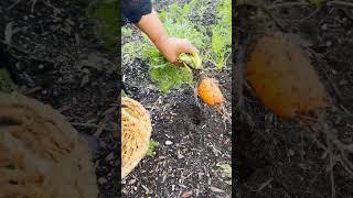 Harvest Carrots With Me