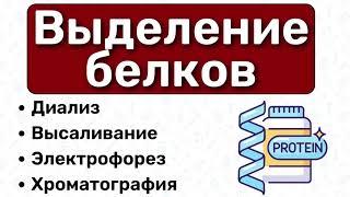 Очистка белков, выделение белков: диализ, электрофорез, хроматография, высаливание / БИОХИМИЯ белков