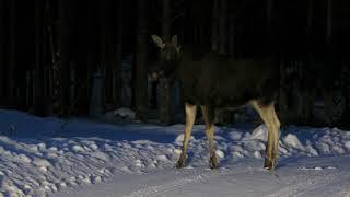 Winter in Estonia - Birds and wildlife in Estonia