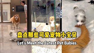 Let's Meet the Cutest Pet Babies 盘点那些可爱宠物小宝贝#pets #dog #funny #cute #萌宠