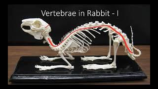 P-5 Vertebrae of Rabbit -1