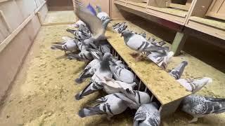 Спортивные голуби в Германии 2 / racing pigeons germany