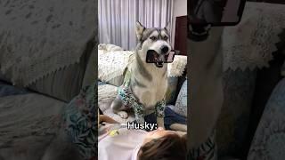 German Shepherd vs Husky Funniest Huskies | Best Videos #husky #doglovers #huskydog #shorts #dog