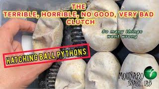 What a Terrible Clutch of Ball Pythons