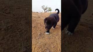 Hi  I'm Here #shorts #youtubeshorts #dog #cute #pets