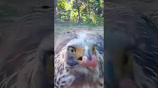 #eagle #serpens  #feeding #shortsvideo