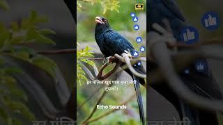 Cuckoo Bird Sounds | Nature Sounds for Relaxation, Sleep, Meditation, and Stress Relief