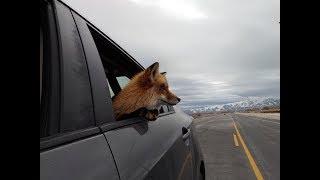 Driving around with Charlie (My pet fox loves car rides!)