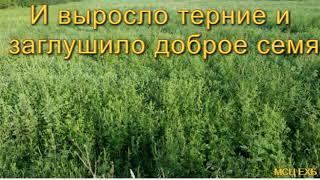 "И выросло терние и заглушило доброе семя". В. Кадзаев. Проповедь. МСЦ ЕХБ.