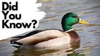 Things you need to know about MALLARDS!