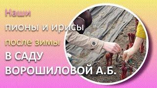 Пионы и ирисы после зимы / Сад Ворошиловой