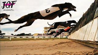 Greyhound Champion Hurdle Racing