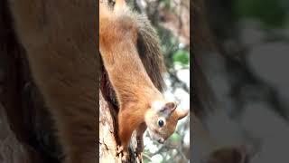 Белка отмахивается от комаров\Squirrel waves away mosquitoes