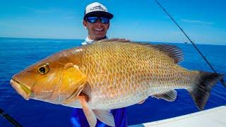 MONSTER Mangrove Snapper! Catch Clean Cook