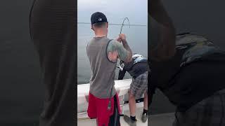 Long Island sound fishing remains hot #flutterspoon #tyalure #tacklepusher #saltwaterfishing