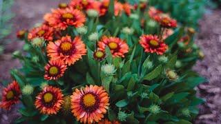 Mistakes in the Garden - Everyone Makes Them