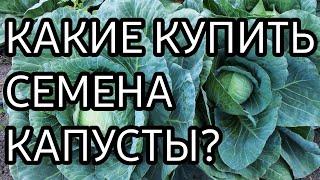 СЕМЕНА КАПУСТЫ / КАКИЕ КУПИТЬ СЕМЕНА КАПУСТЫ?