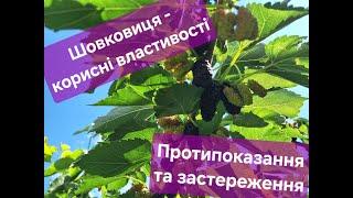 Шовковиця . Цілющі властивості. Протипоказання та застереження.