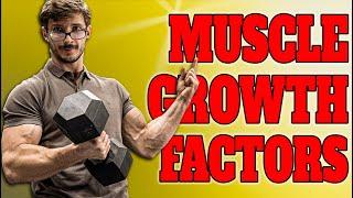 Simple Theory of Muscle Growth