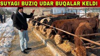 TONNALIK BOLADIGON SIMMENTAL BUQALAR KELDI