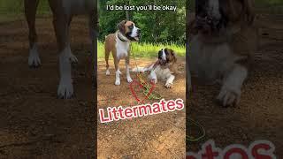 Best Buddies, born on the same day, half brothers. #twins #dog #brothers