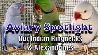 Aviary Spotlight - Our Breeding Indian Ringneck and Alexandrine parakeets