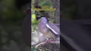 Вяхирь (лат. Columba palumbus) Отличное попадание! #нашиохотыирыбалки #охота #дикиеживотные #вяхирь