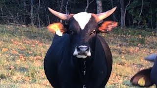 Raising Bucking Bulls - Yearlings on Berry Ranch