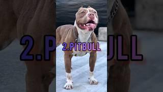 TOP 10 MOST POWERFUL DOGS IN THE WORLD||#shorts #trending #dog