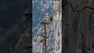  Leopard’s Thrilling Climb to Catch Stacked Mountain Goats!️ 표범이 염소를 잡으러 올라간다! #shorts #goat #ai