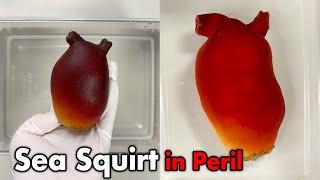 Climate Change Is Putting Sea Squirts in Danger…