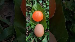 orange egg 4 #egg #eggs