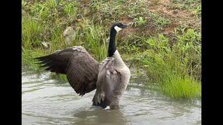 Geese Preening and Playing on A Pond