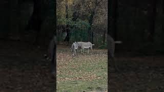 Adorable Zebras mating