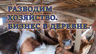 Разведение хозяйства в деревне. ЛПХ. Крс, бараны, свиньи, кролики, птица.