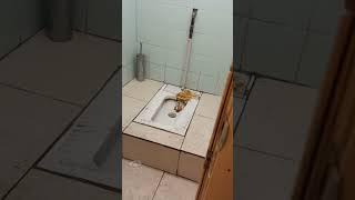 школьный туалет
