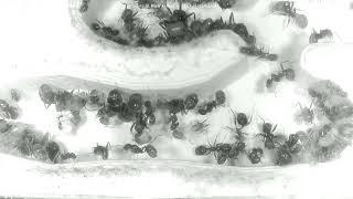  Nest, Day 1502 #1, Messor Barbarus Ant Farm Video Diary