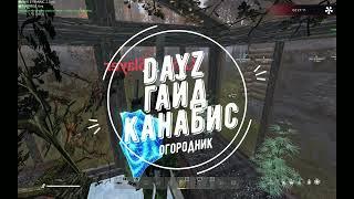 Гайд в DayZ. Огородник. Канабис