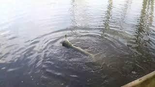 white bass walleye largemouth bass Northern Pikes dogfish fishing kind of day