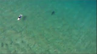 Surfer avoids shark after alert from drone user