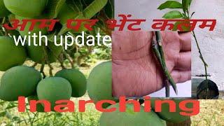 कलमी आम तैयार करने की inarching  विधि / भेंट कलम लगाना/Grafting